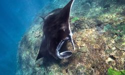 manta 1