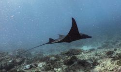 manta point 1